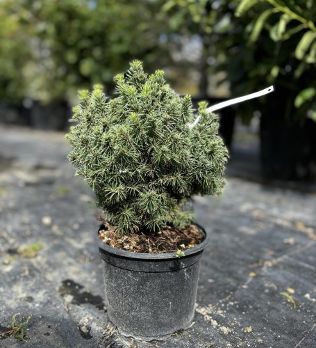 picea abies alberta globe2